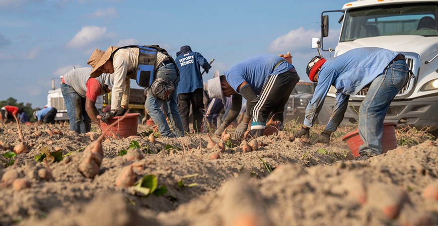 Several farmworkers are seen in a field.
